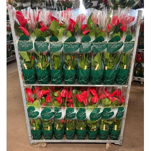 Anthurium Andr. Melodia Ibis