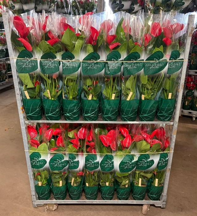 <h4>Anthurium Andr. Melodia Ibis</h4>