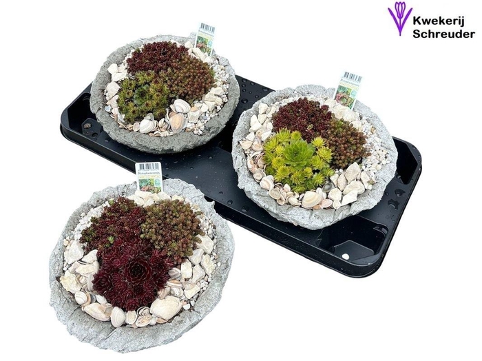 <h4>ARR TUINPLANTEN</h4>