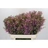 Chamelaucium Kerryn