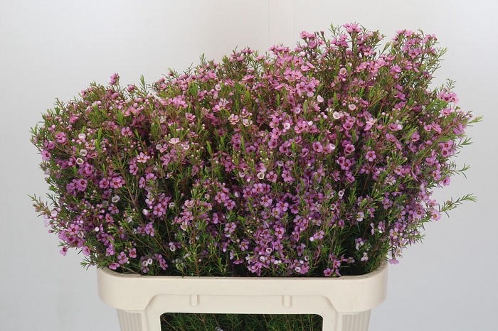 Chamelaucium Kerryn
