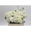 Dahlia White Cap