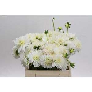 Dahlia White Cap