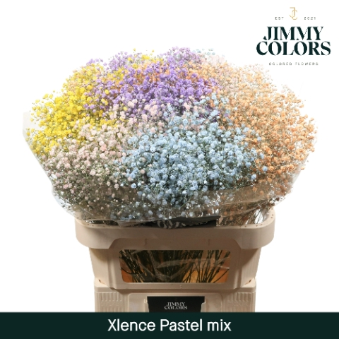 <h4>Gyps Xlence L80 Pastel Mix</h4>