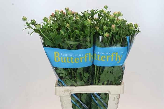 <h4>Ranunculus Butterfly Eris</h4>
