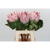 Protea Cynaroides Super