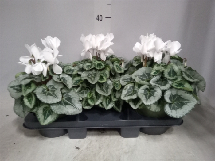 <h4>Cyclamen MD 'Metalis'</h4>