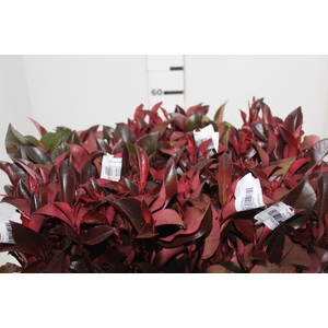 FOLH PHOTINIA VERMELHO 060 CM