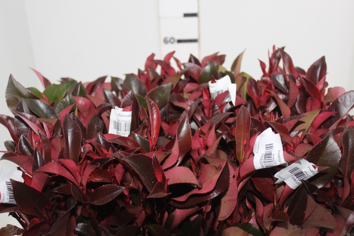<h4>FOLH PHOTINIA VERMELHO 060 CM</h4>