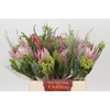 BQ Protea Cynaroides SFB