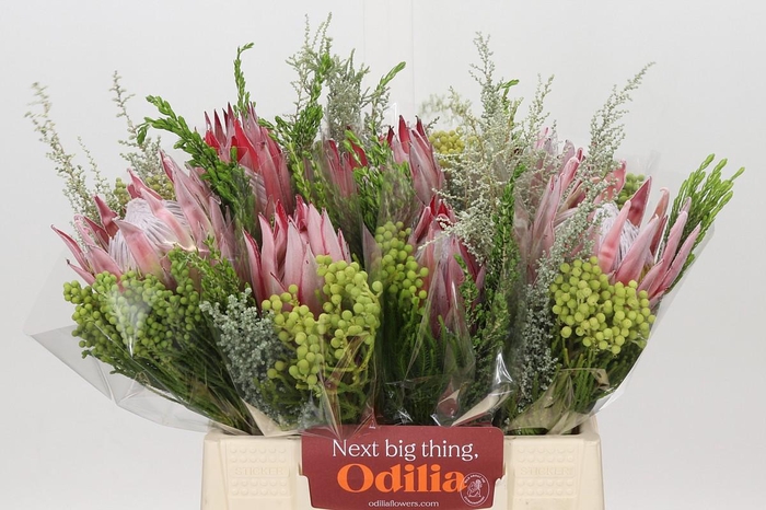 <h4>BQ Protea Cynaroides SFB</h4>