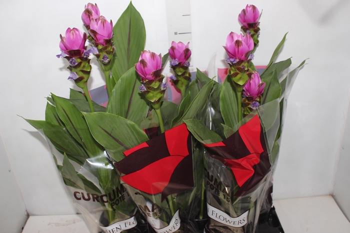 <h4>CURCUMA SIAM SHADOW P15</h4>