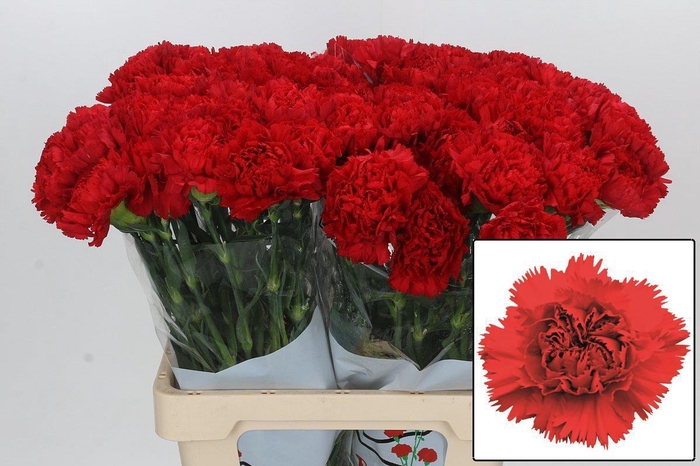 <h4>DI ST ARONA</h4>