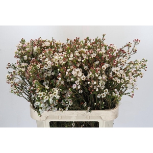 Chamelaucium Moonlight Delight