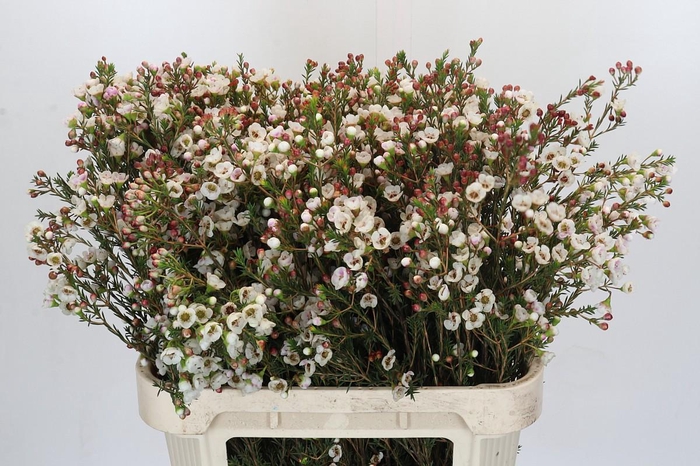 <h4>Chamelaucium Moonlight Delight</h4>