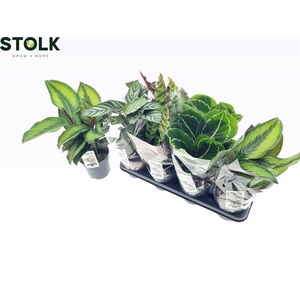Calathea mix 4 varieties 14Ø 30cm