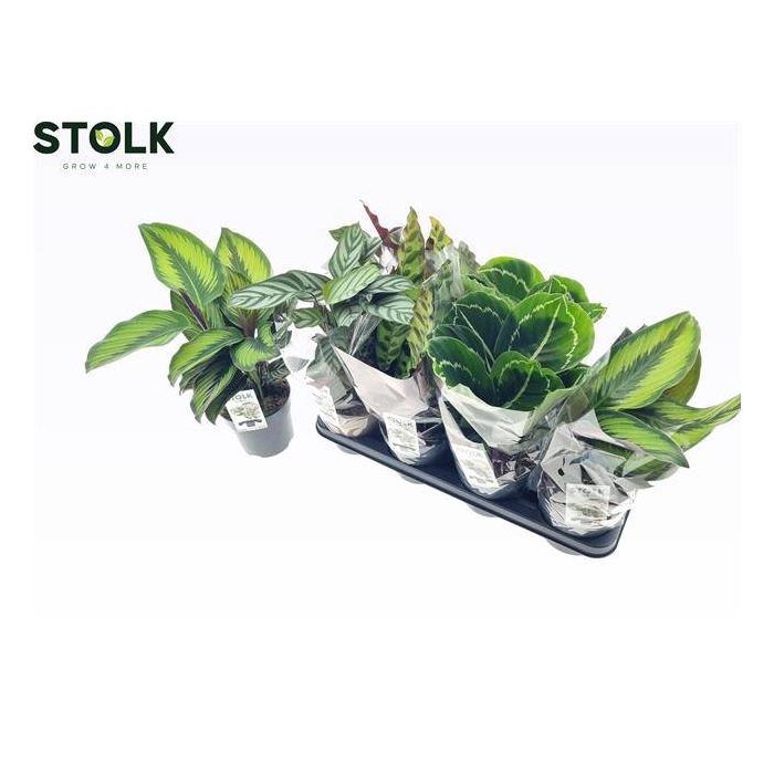 <h4>Calathea mix 4 varieties 14Ø 30cm</h4>