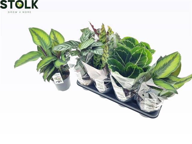 Calathea mix 4 varieties 14Ø 30cm