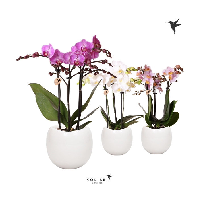 <h4>Kolibri Orchids Phalaenopsis mix 3 spike in Bowl pot white</h4>