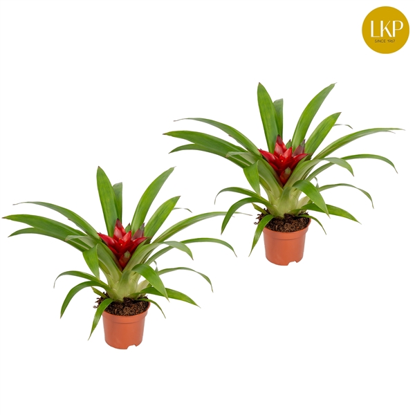 <h4>Guzmania Blitz Rood (Met Hoes)</h4>