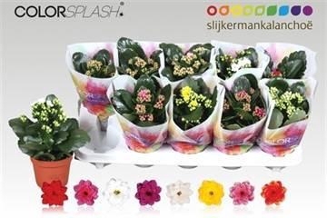 <h4>KAL GE GEM 7 KL</h4>