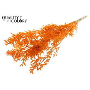 Ruscus 70cm 5 pc/bunch Bleached Orange (2x5 bunch/poly)