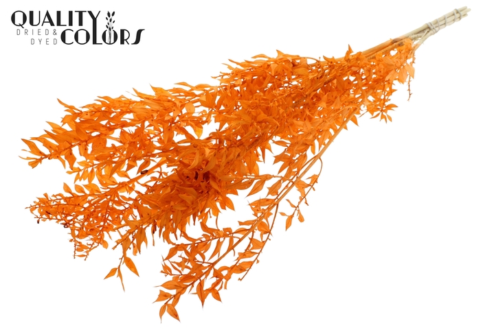 <h4>Ruscus 70cm 5 pc/bunch Intense Orange (2x5 bunch/poly)</h4>