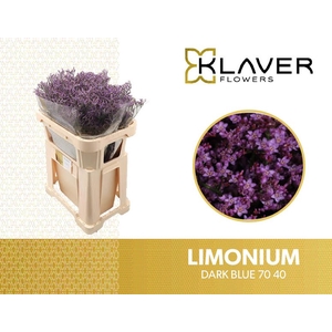 Limonium Safora Dark Blue  Klaver