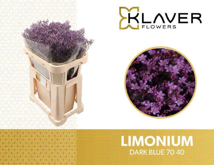 <h4>Limonium Safora Dark Blue  Klaver</h4>