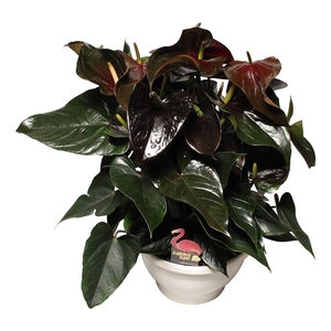 Anthurium XL.20 Paris Black 30cm