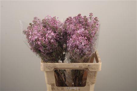 <h4>Syr Blue Lagoon</h4>