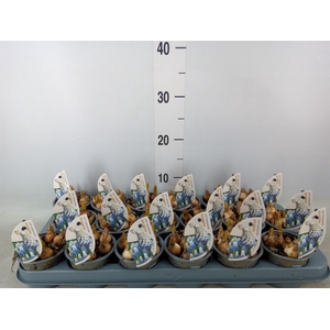 Muscari  'Mountain Lady'