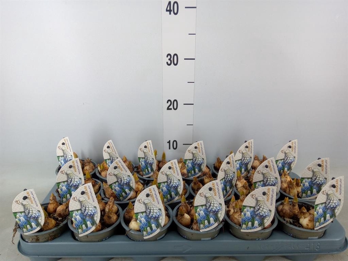 <h4>Muscari  'Mountain Lady'</h4>