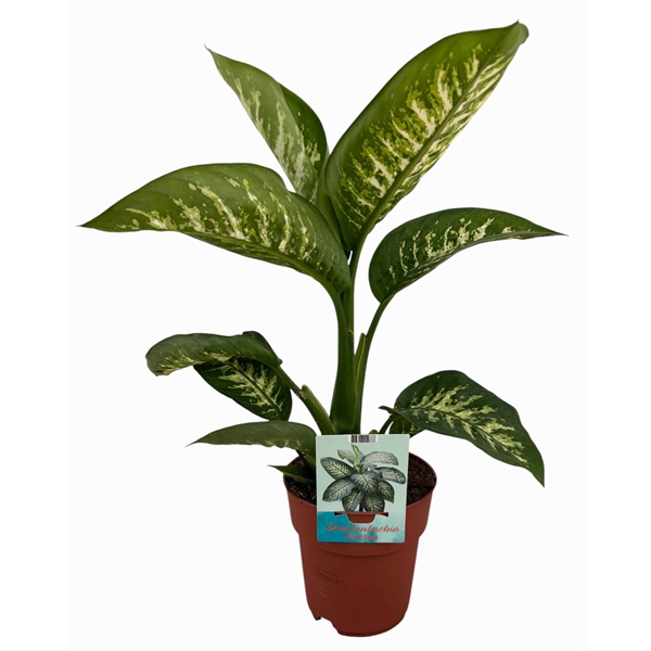<h4>Dieffenbachia Tropic Snow</h4>