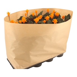 Calathea crocata Tassmania in 