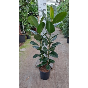 Ficus elastica 'Robusta'