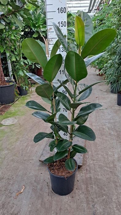 <h4>Ficus elastica 'Robusta'</h4>