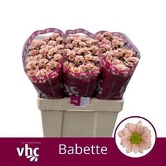 <h4>CHR SAN BABETTE</h4>