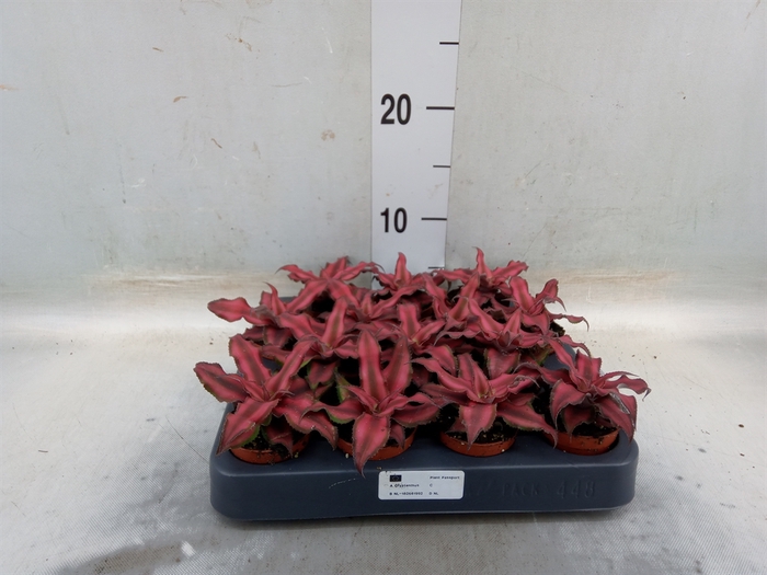 <h4>Cryptanthus bivittatus 'Red Star'</h4>