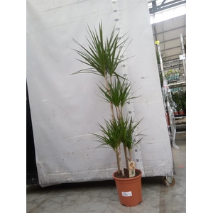 Dracaena marg.
