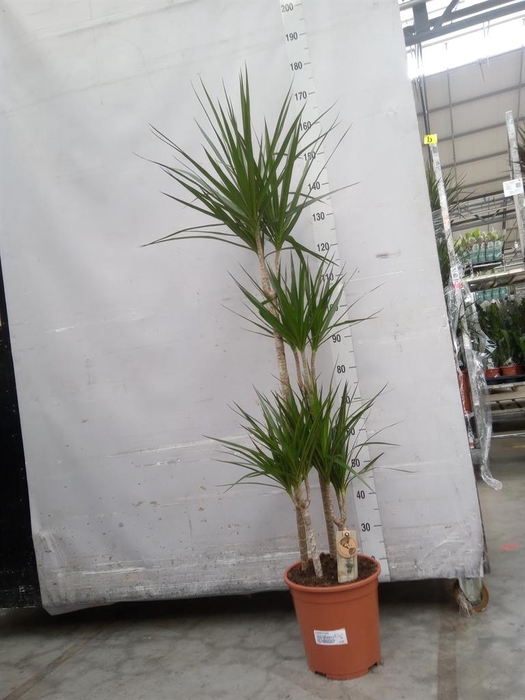 <h4>Dracaena marg.</h4>