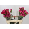 Dianthus St Bizet