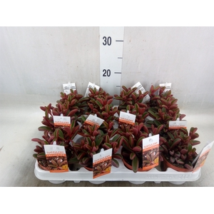 Peperomia graveolens