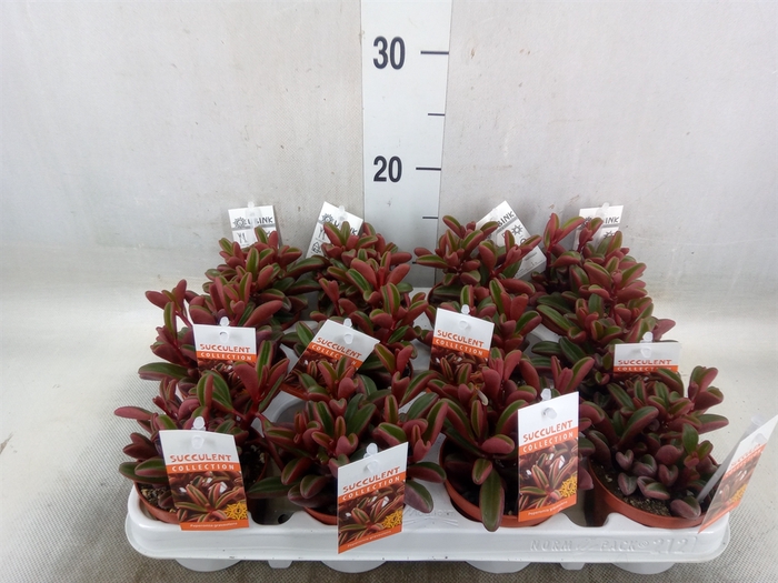 <h4>Peperomia graveolens</h4>