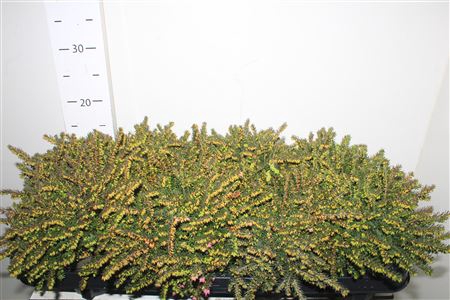 <h4>Eric Darleyensis Gem</h4>