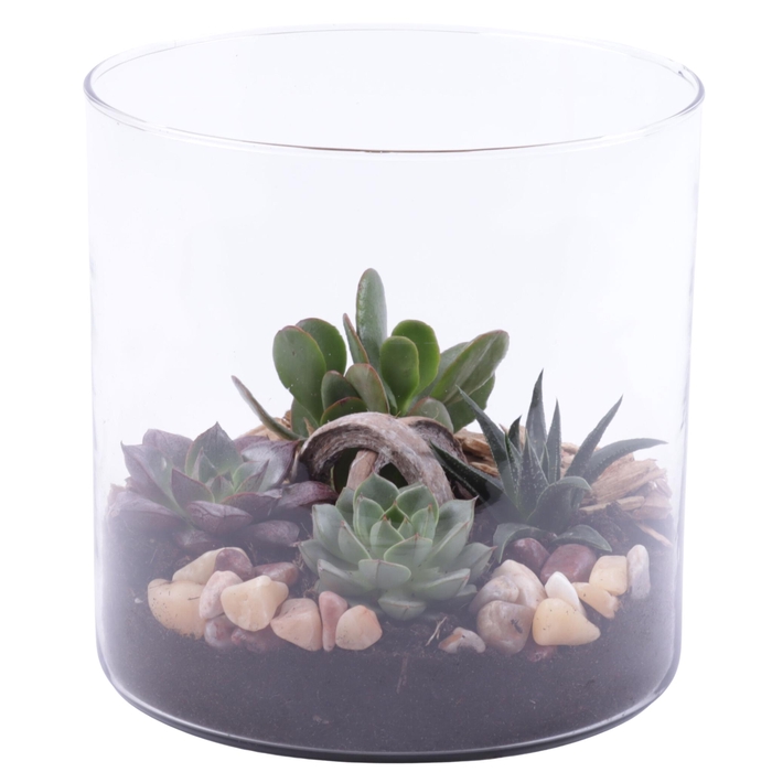 <h4>Yearround Arr. Succulent Glass Vase Cylinder Ø19cm 4PP</h4>