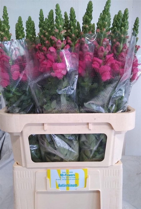 <h4>Antir Avignon Rose</h4>