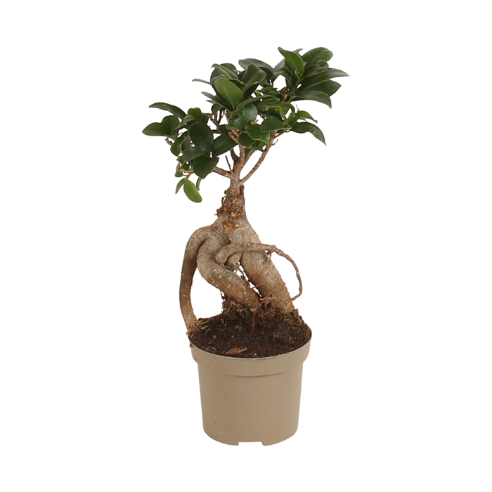 <h4>Ficus m. Ginseng pot 09cm Carbon Free pot</h4>