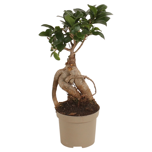 Ficus m. Ginseng pot 09cm Carbon Free pot