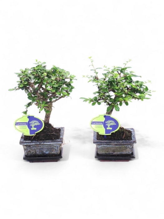 <h4>Carmona macrophylla, 12cm., broom, with drip tray</h4>